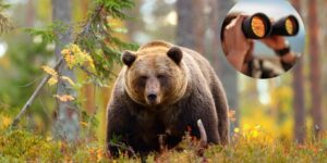 Bear watching: what it is and how the activity that allows you to spot bears in nature and in safety works