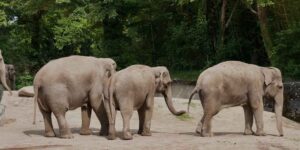 Can elephants raised in captivity among circuses, zoos and tourists return to the wild? Yes, and this study proves it