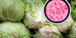 Contaminated salad, first two deaths in the USA: the huge outbreak of cyclosporiasis exceeds 11 thousand cases