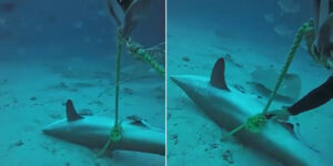 Divers save two sharks trapped in fishing gear in the Maldives: the exciting liberation (and the fight for survival)