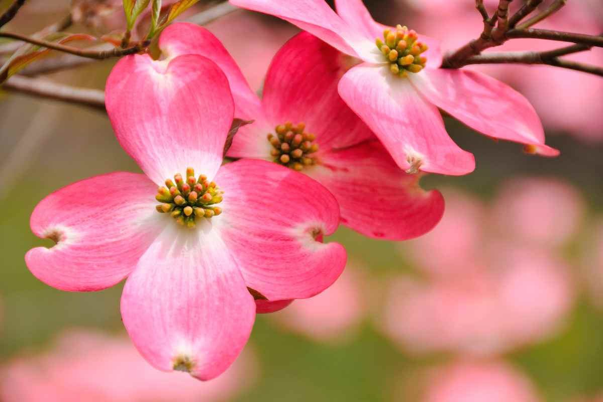 Dogwood