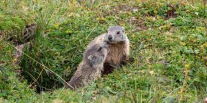 Even marmots land on OnlyFans: the OnlyMarms profile arrives (to finance research)