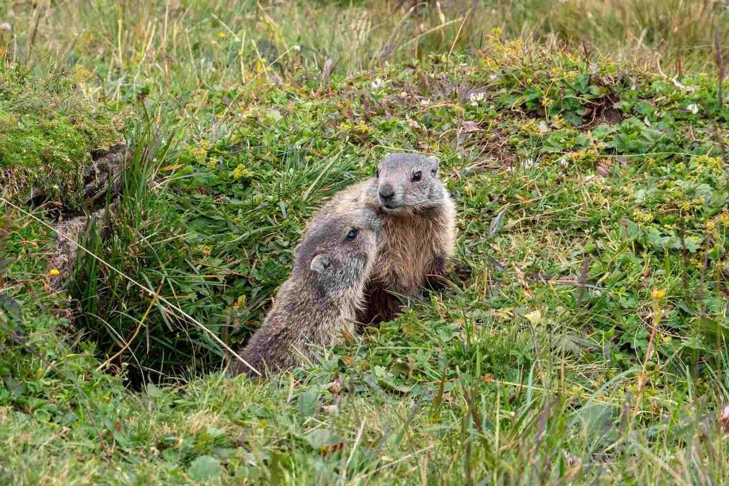 Marmotte OnlyFans