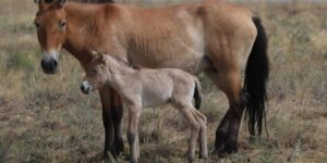 Extraordinary! A Przewalski’s horse has been born on the steppes of Kazakhstan – the first in 200 years