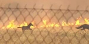 Fires in Greece: horses fleeing the flames near Athens, narrowly saved