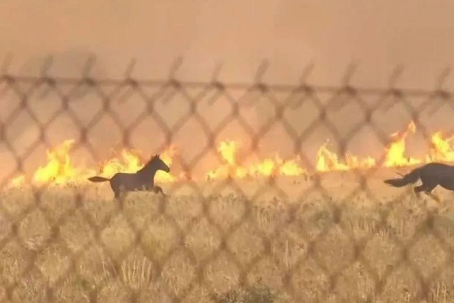 cavalli incendio atene