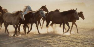 From freedom to slaughter, Trump betrays wild horses (protected by law): the shock investigation into mustangs