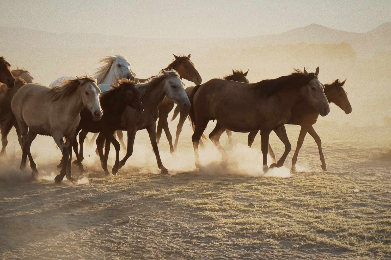 Mustang macello