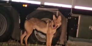 Gianni, the “confidant” wolf who had been wandering around the Cremonese area for months, has been captured: where will he be taken?