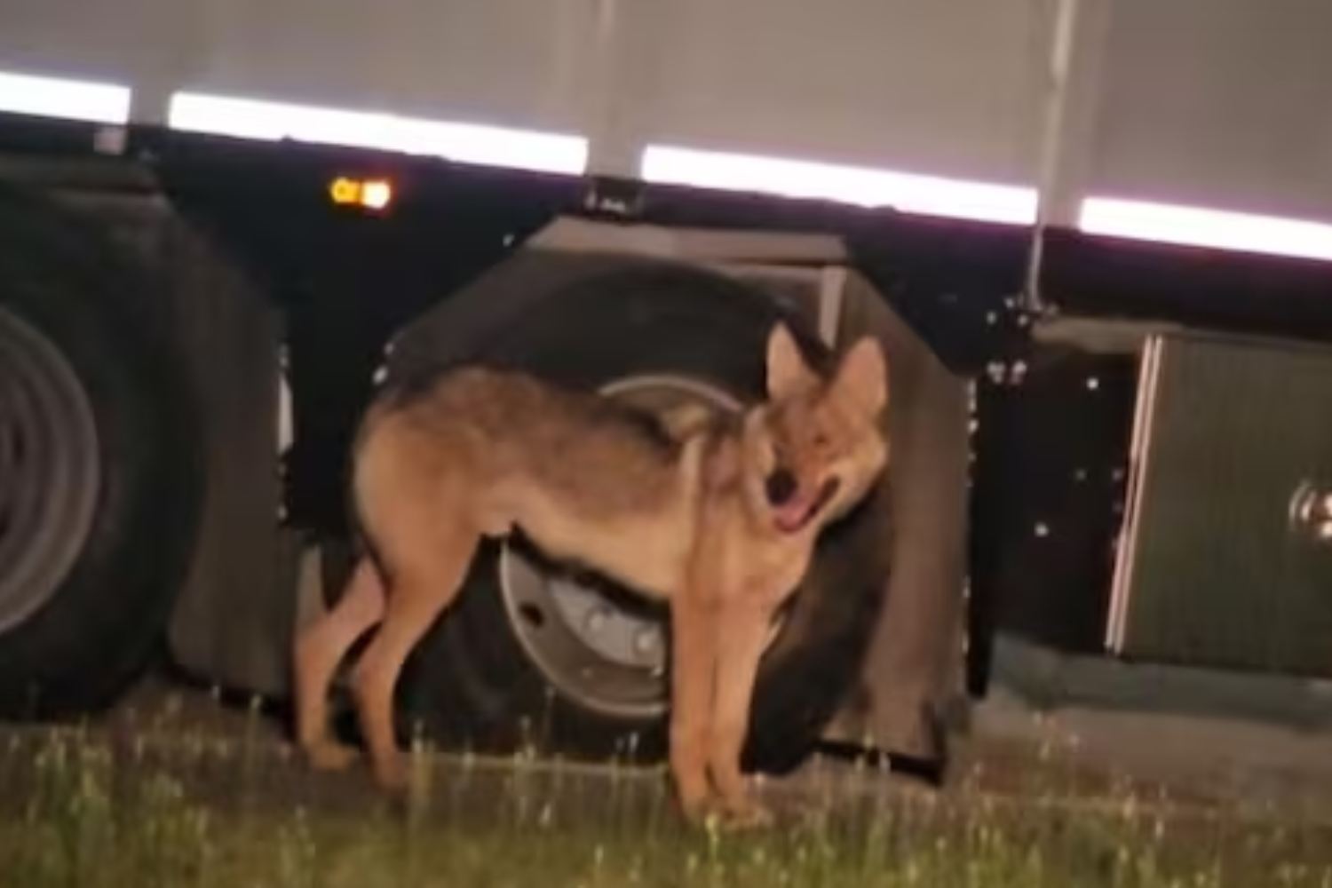 Gianni, the "confidant" wolf who had been wandering around the Cremonese area for months, has been captured: where will he be taken?