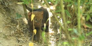 Have you ever seen the rare “otter cat”? The jaguarundi puppy born in La Torbiera park is adorable (but he won’t know the forests)