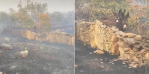 He returns to his farm completely destroyed by fires in Spain and among the ashes he finds the best surprise of all