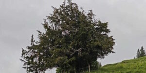 It has gone through 11 centuries without moving: the oldest yew in Germany discovered which tells the story of Europe