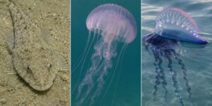 Jellyfish, weevers and Portuguese caravels: what to know to avoid painful stings at the sea