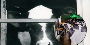 No more painful journeys for calves: this ferry company stops transporting live animals