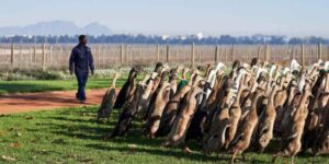 Nothing but pesticides! This vineyard relies on an “army” of ducks to ward off pests (and their march is spectacular)
