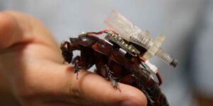 Paraborg cyborg cockroaches enter the rubble with cameras and syringes: here are the “Paraborgs”