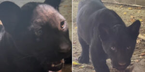 Parthenope, an adorable jaguar cub, was born at the Naples zoo (but she will live forever far from her habitat)