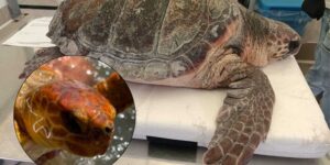 Sea turtle tied to a tank with a hook stuck in its mouth, promptly rescued on a beach near Rome