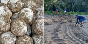 Surprise! Panama celebrates the return of the giant leatherback turtles, which are nesting after almost 30 years
