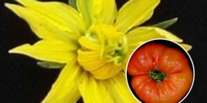 That “monstrous” flower on the tomato can become a huge fruit: I’ll explain what megabloom is