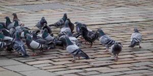 The Municipality of Massa allocates 38 thousand euros to cull pigeons in the historic centre, animal rights activists: “we will appeal to the TAR”