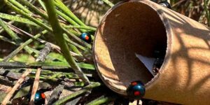 The alien turtle cochineal parasite is bringing Italian pine trees to their knees: the historic pine nut factory in Fregene also closes