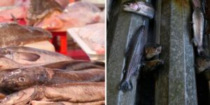 The bitter aftertaste of the fish you bring to the table: what lies behind sea bream, sea bass and salmon