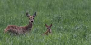 The bloody hunt for roe deer begins in Tuscany: females and their cubs may also be killed