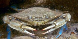 The blue crab goes up the Po and reaches the plain: what is happening (and why the drought has anything to do with it)