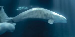 The death of the beluga Peekachu, after the transfer from Marineland, shows us all the inhumanity of an existence in a tank