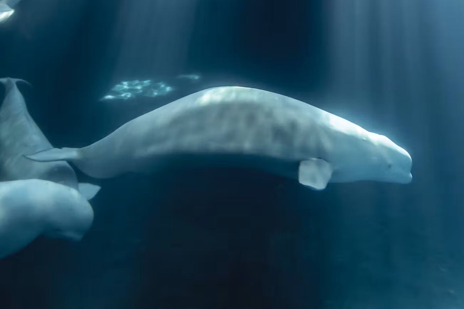Beluga morto