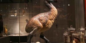 The dodo was by no means a “stupid” and slow bird: its skull tells a very different story