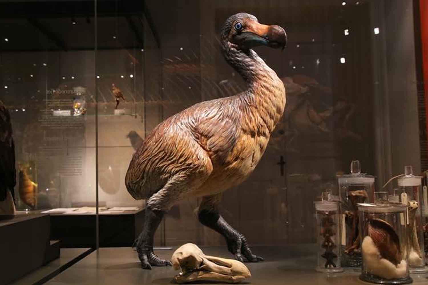 Dodo