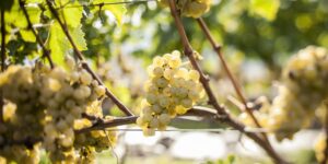 The heat disrupts the 2026 harvest: from Alto Adige to Puglia, the grape harvest began well in advance