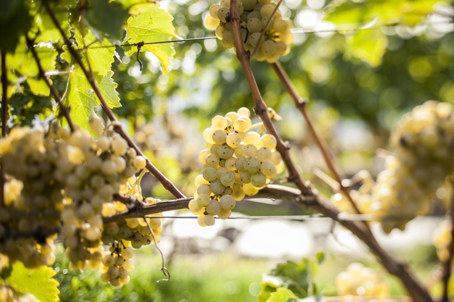 uva matura Alto Adige