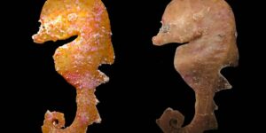 The helmet-headed “Sea Muppet” who for decades was mistaken for a seahorse