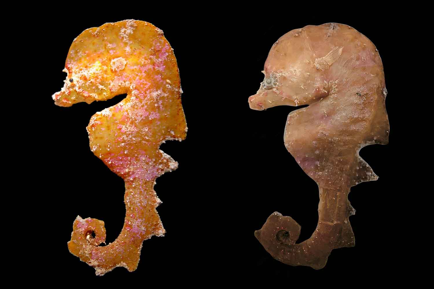 pesce simile a un cavalluccio marino