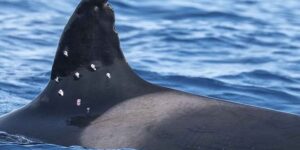 The longest-lived killer whale in the Strait of Gibraltar appeared with 10 holes in its fin: was it targeted with a rifle?