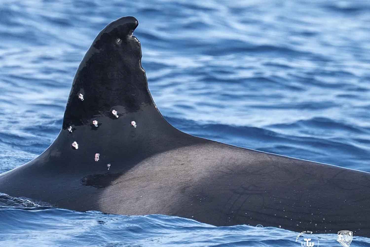 Orca Toñi