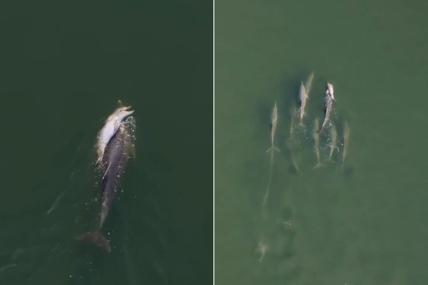 The mother dolphin Fraggle carries her dead calf on her back for six days (accompanied by the pod): the heartbreaking images