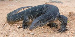 The mysterious monitor lizard of Montichiari also ends up in the “Times”: its sighting becomes an international case