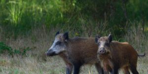 The nightmare of African swine fever returns to Rome: the first case on a wild boar confirmed, the red zone is triggered