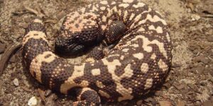 The poisonous lizard that terrorized a small village in the Padua area for weeks has been captured (and thanks to the nose of a dog)