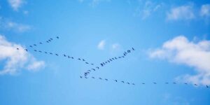 The secret of birds’ V-shaped flight revealed: they save more energy thanks to a simple wing trick