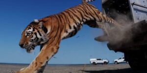 The tiger returns to Kazakhstan after 70 years: watch the exciting release into the wild of the first specimen after the extinction of the Turan tiger