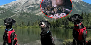 These 3 sniffer dogs were hired to track down invasive mussels, protecting Canadian rivers and lakes from their proliferation
