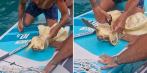 They find a turtle trapped in plastic during a SUP ride: watch the exciting rescue in Sardinia