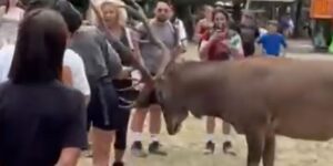 They get too close to a deer and the animal attacks them: the mayor of Scanno responds with an ordinance against “rude tourism”