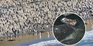They want to transform the Falklands into a giant salmon farm: one of the last marine paradises is at risk